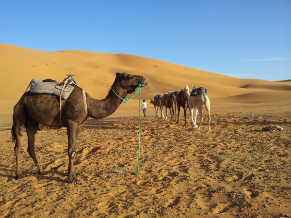 Camels in the sahara, erg Chebbi, Morocco